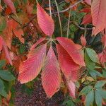 Aesculus flava Blatt