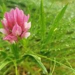 Trifolium alpinum फूल