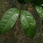 Tetraberlinia bifoliolata Blatt