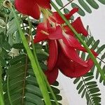 Sesbania grandiflora Flor
