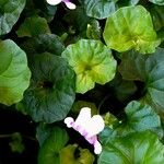 Viola hederacea Leaf