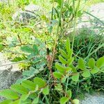 Indigofera astragalina Leaf
