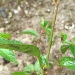 Acalypha australis Bark