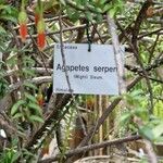 Agapetes serpens Egyéb