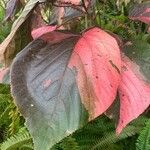 Acalypha wilkesiana Leaf