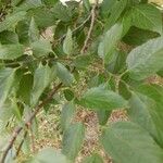 Celtis occidentalisLeaf