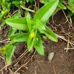 Commelina africana Habit