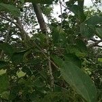 Cordia myxa Leaf