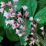 Heuchera caespitosa Cvet