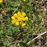 Coronilla vaginalis Flors