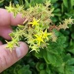 Sedum sarmentosum Flower