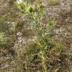 Cirsium ferox Tervik taim