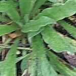 Echium italicum Leaf