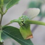 Stigmaphyllon ellipticum Hoja