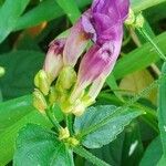 Strobilanthes attenuata Flower