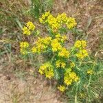 Euphorbia cyparissias Floro