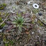 Oenothera biennisHoja