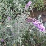 Buddleja davidii Habit