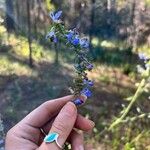 Salvia azurea Žiedas