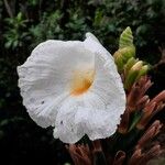 Dimerocostus strobilaceus Квітка