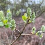 Salix hastataFolha