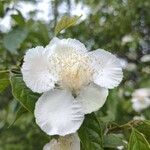 Campomanesia pubescens Flor