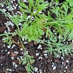 Eschscholzia californica 叶