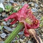 Haemanthus coccineus Květ