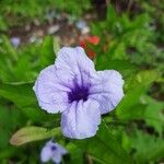 Ruellia tuberosa 花