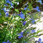 Lobelia erinus عادت داشتن