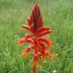 Dichromanthus cinnabarinus Fleur