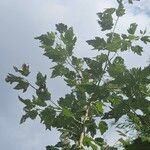 Populus × canescens Ліст