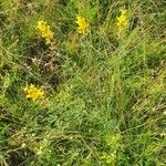 Crotalaria deserticola Habitus