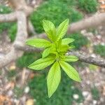 Vitex trifolia Leaf