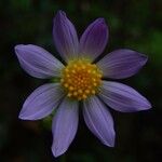 Dahlia merckii Flower