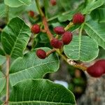 Pistacia terebinthus Fruit