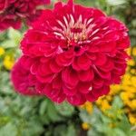 Zinnia haageana Cvet