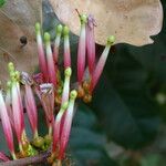 Tapinanthus globiferus Blüte