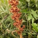 Orobanche elatior Buveinė