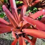 Aechmea blanchetiana Leaf