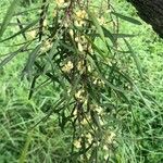 Leptospermum laevigatum Blatt