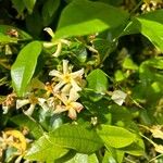 Trachelospermum asiaticum Flors