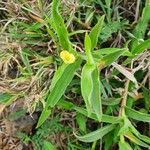 Commelina africana Leaf