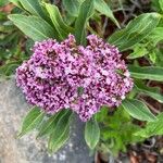 Limonium dendroides Fula