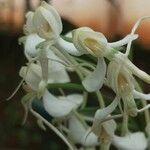 Habenaria procera Flor