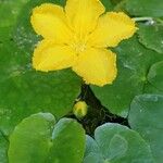 Nymphoides peltataFlower