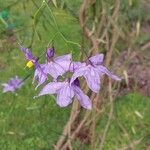 Solanum amygdalifolium Кветка