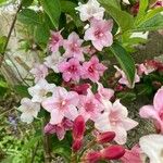 Weigela florida Цветок