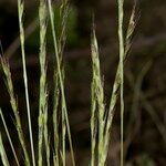 Festuca maritima Άλλα