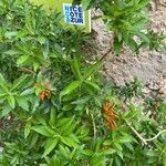 Leonotis leonurus Habit